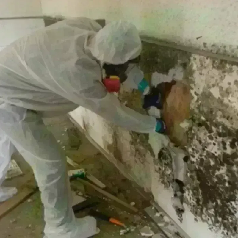 Mold Remediation and Removal in Mission Canyon, CA